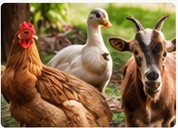 Village chickens, duck, rabbit and goat